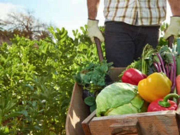 Diretor do IBD analisa e projeta o potencial e os desafios da agricultura orgânica brasileira