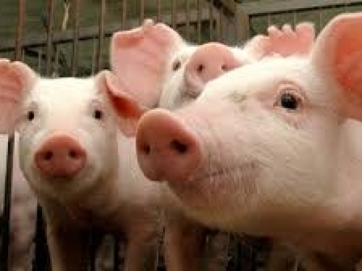 ZhengChang apresenta diferencial para tecnologia de processamento de ração para suínos