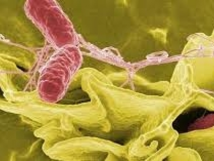 Estudo genético busca impedir infecção alimentar por salmonela