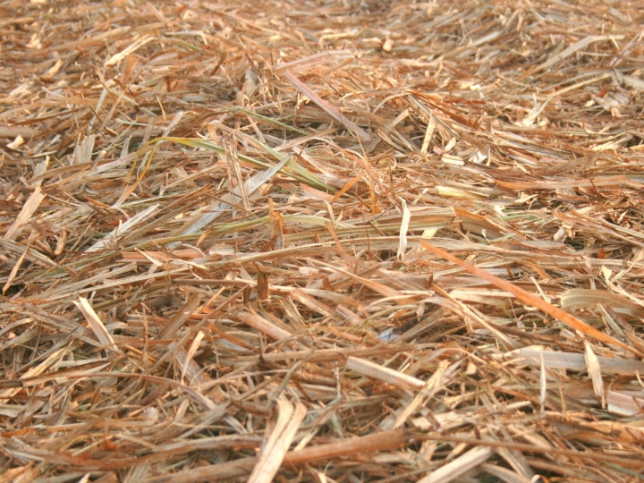 Até 70% do palhiço do canavial pode ser retirado para obtenção de benefícios energéticos, agronômicos e ambientais