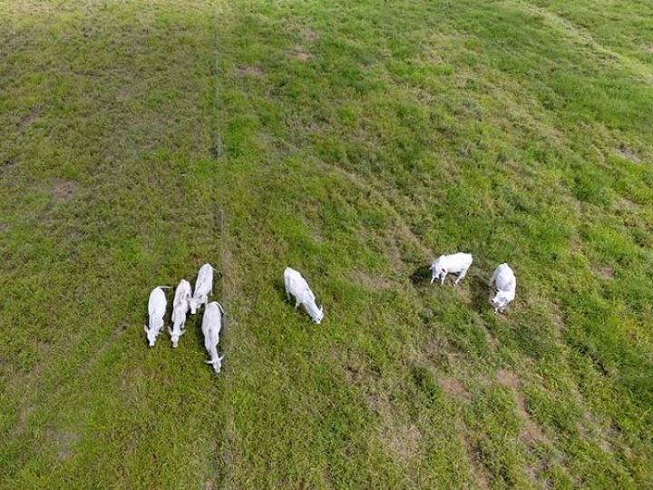 Pesquisadores vão usar drones para detecção e contagem de gado