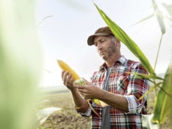A tecnologia VT PRO3® confere proteção contra as principais pragas da cultura e proporciona maior flexibilidade no manejo de plantas daninhas devido à sua tolerância ao herbicida glifosato.  Foto: Divulgação