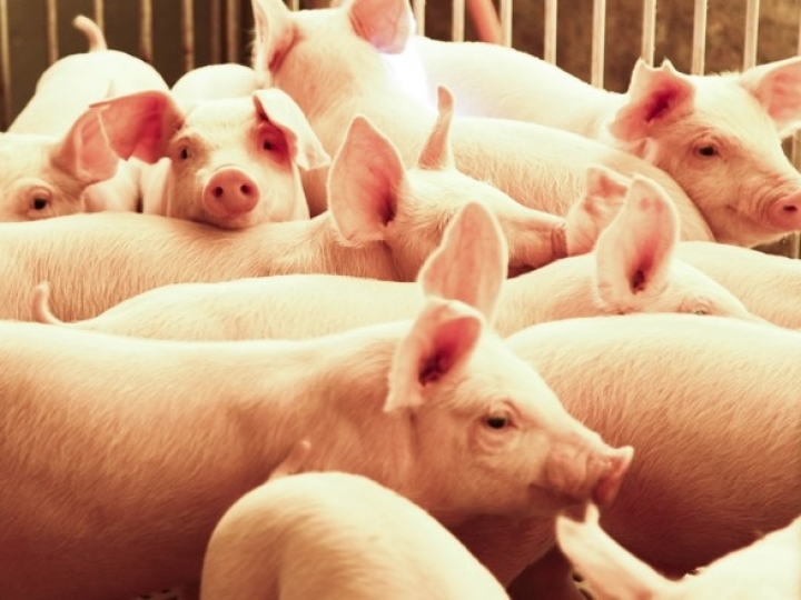 Exportações de carne suína crescem 5,65% em 2019