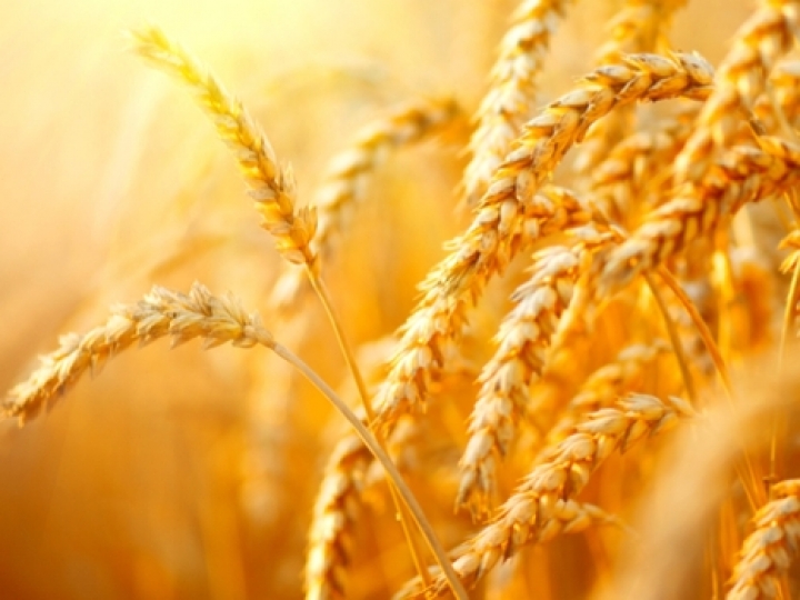 Produção brasileira de trigo sobe 3,4% em 2018