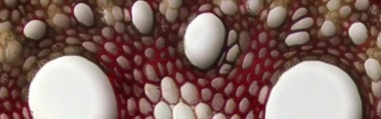 Descrição de genes envolvidos na separação celular que ocorre na raiz da cana-de-açúcar possibilita o desenvolvimento de variedades com a parede celular amolecida, como a do mamão, favorecendo o etanol de segunda geração.  Foto: microscopia do aerênquima 