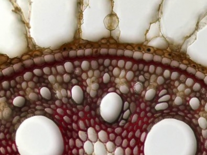 Pesquisadores avançam no desenvolvimento da “cana papaia”