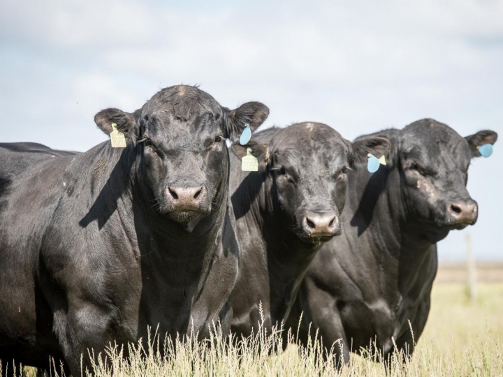 Venda de sêmen Angus cresce 28% no Brasil