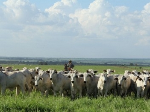 Resultados de projeto com pesquisadores brasileiros e britânicos mostra que sistema agrícola consorciado melhora a qualidade do solo, aumenta a produtividade na pecuária e favorece o meio ambiente.  Foto: André Julião / Agência FAPESP