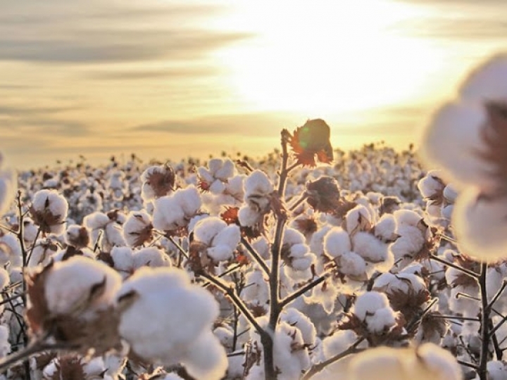 Santa Clara apresenta na Agrishow inovação que amplia em até 39% a produtividade do algodão