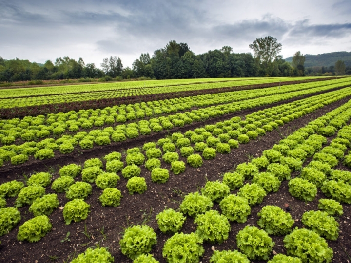 Horticultura é destaque na Agrishow 2019