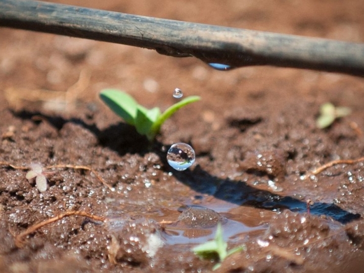Com irrigação por gotejo, Braskem e NaanDanJain geram aumento acima de 65% na produção de cana