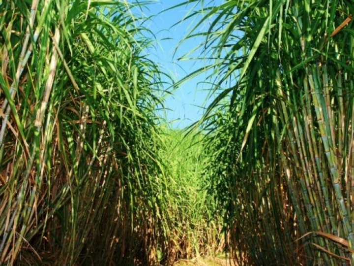 Com apoio da Tereos, produtora conquista certificado internacional de sustentabilidade para produção de cana