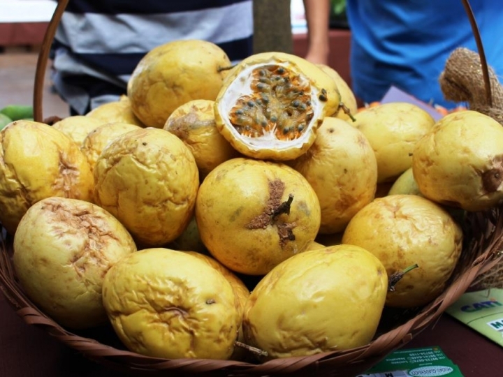 APTA ensinará técnica que viabiliza produção de maracujá em áreas contaminadas com a morte prematura