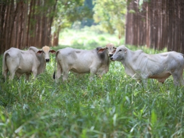 Foto: Divulgação John Deere