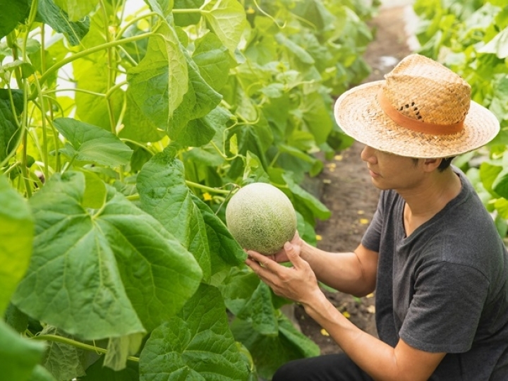Melão brasileiro se destaca no mercado internacional