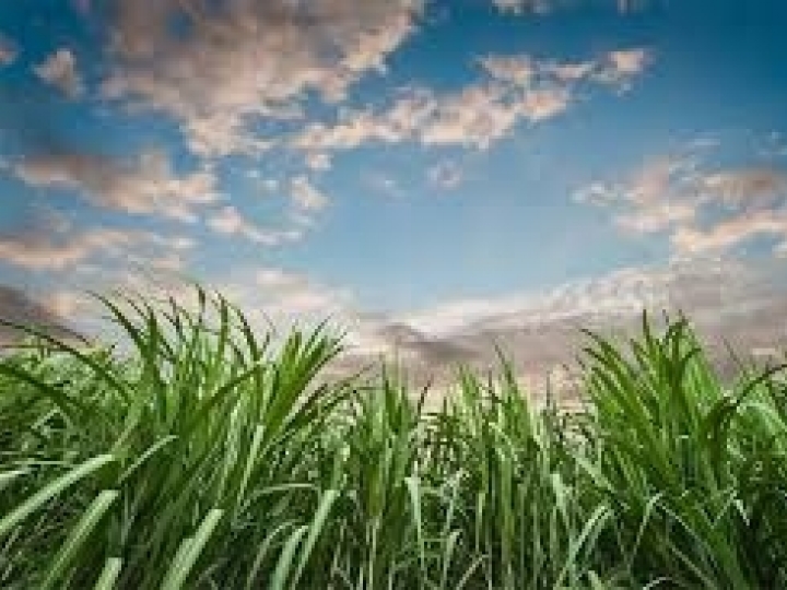 Biosev amplia flexibilidade de mix