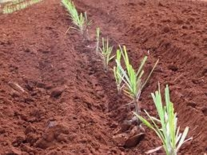 Menor custo e baixo consumo de mudas consolidam plantio mecanizado