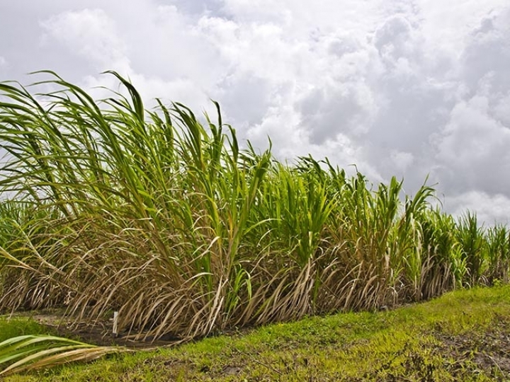 Usinas indianas fecham contratos para exportar 3 mi t de açúcar