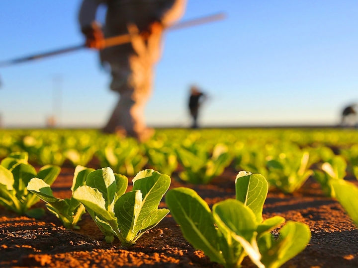 Conhecimento impacta mais a agricultura do que insumos