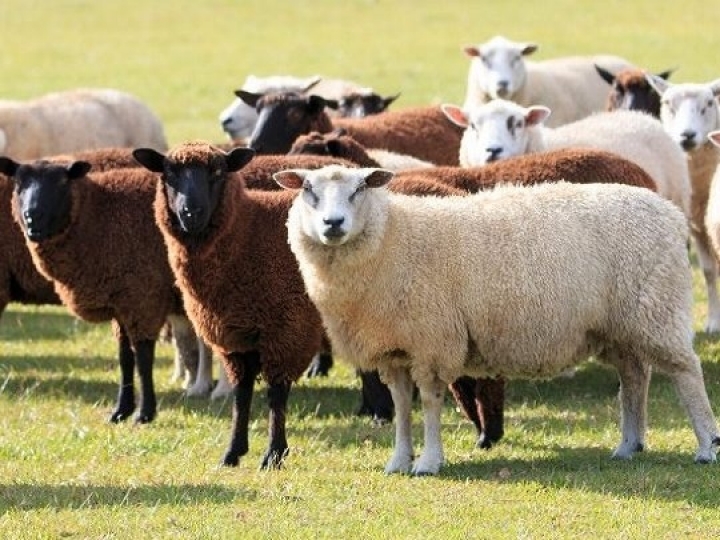 DSM comemora 65 anos da marca Tortuga® e 50 anos da linha Fosbovi®