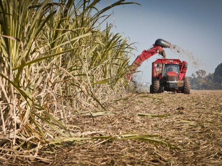 Safra ainda mais alcooleira intensifica produção e venda de etanol