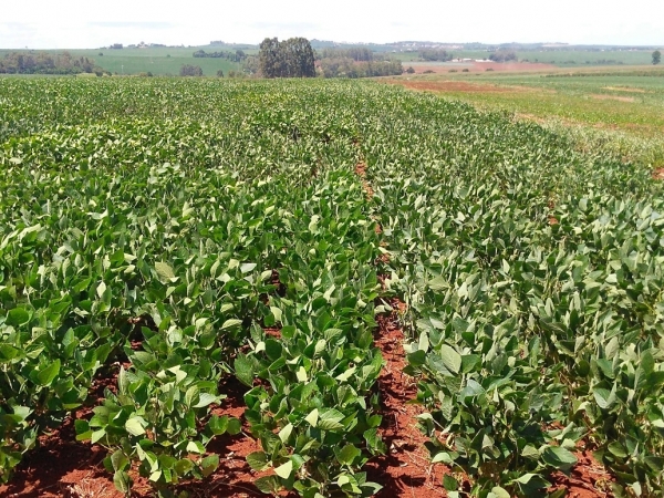 Diferença visual de parcela de ensaio com soja tolerante à seca com tecnologia HB4® (à esquerda) e testemunha. Foto: Divulgação