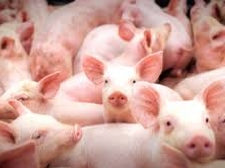 Custos de produção de suínos e de frangos de corte caem 2% em abril