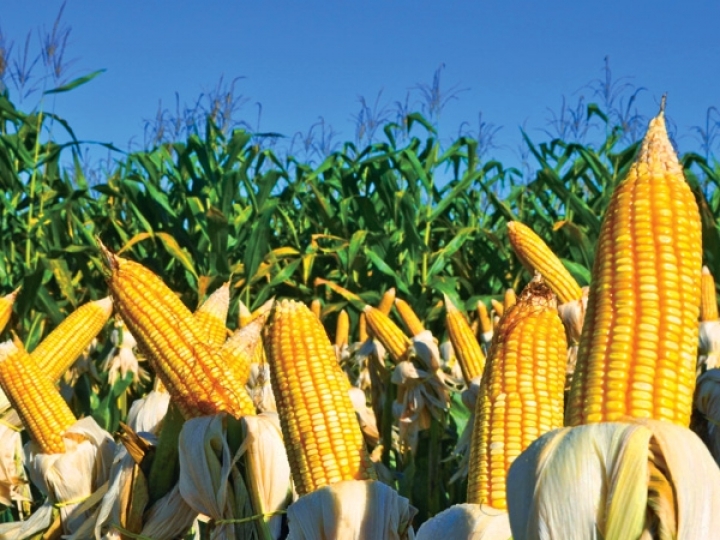 Conab estima 2ª maior colheita de milho na safra 2018/2019