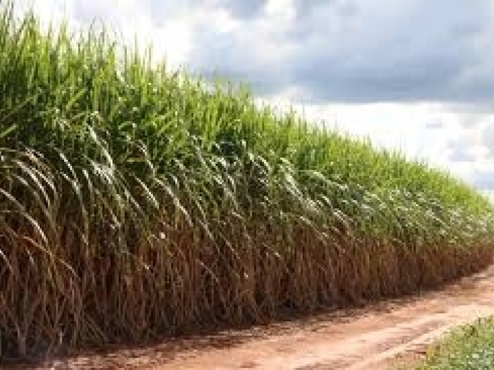 Motivada pela Ásia, oferta global de açúcar pode despencar em 2019/20