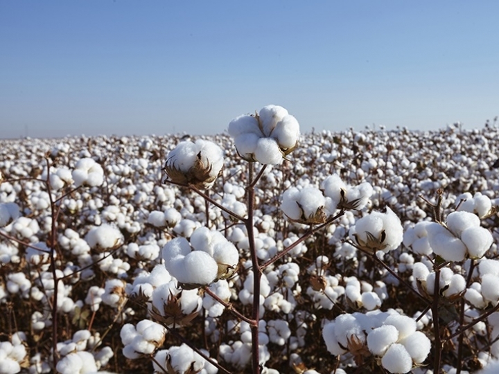 Cotonicultor ganha produtividade com nova tecnologia a gás