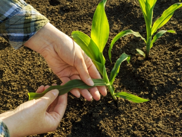 Brasil pesquisa novas variedades de transgênicos