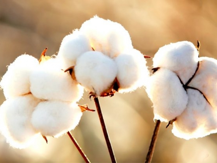 Aumento da produção de algodão no Brasil traz novos desafios para a pesquisa