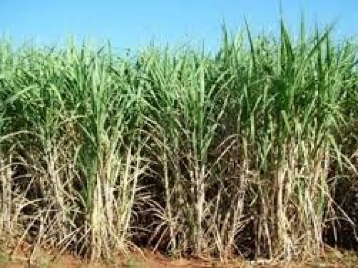 Irrigação localizada eleva produtividade média do canavial para 89 ton/ha com 20 cortes