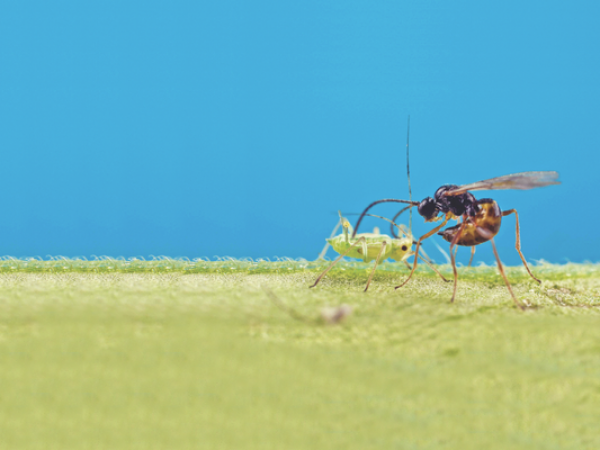 Divulgação/ koppert