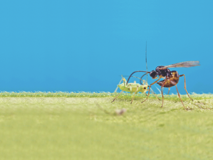 Apelo ambiental e oferta de produtos eficientes incentiva uso de defensivo biológico no agro brasileiro