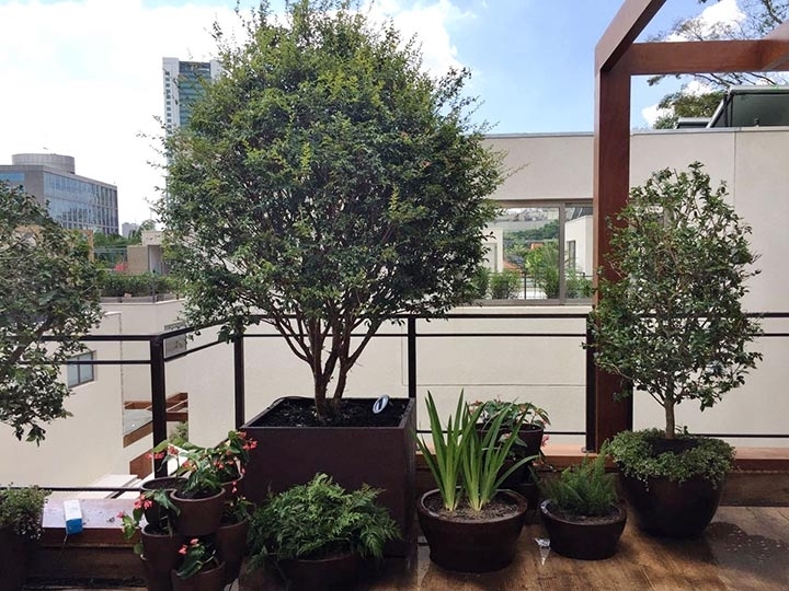 É possível cultivar acerola, amora, goiaba, pitanga e jabuticaba até em apartamentos