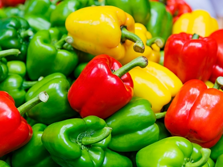 Santa Clara apresenta inovação capaz de reduzir em até 90% as perdas nas lavouras de pimentões