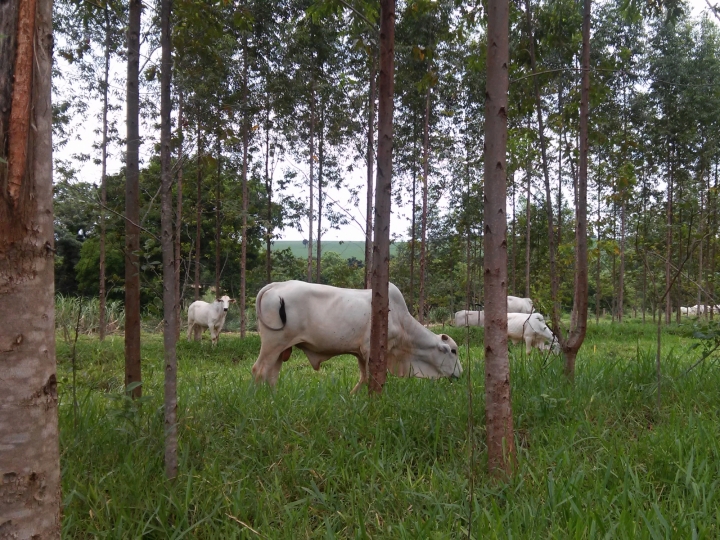 Secretaria de Agricultura e Abastecimento busca a integração da pesquisa agropecuária com a preservação ambiental
