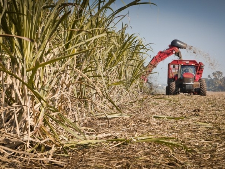 Biosev encerra safra 18/19 com alta de 8% no EBITDA ajustado unitário