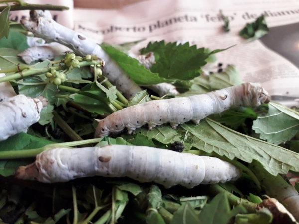 Atividade é interessante para pequenos e médios produtores. Foto: Divulgação