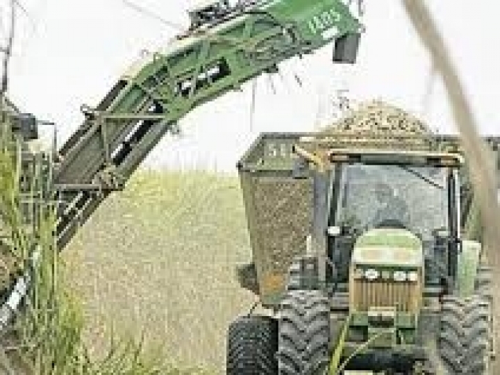 Bunge Açúcar & Bioenergia registra recordes de moagem