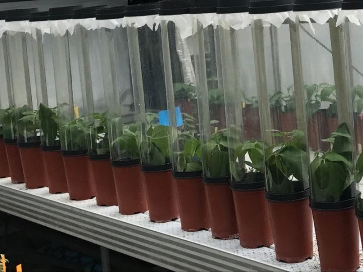 Fungos do bem promovem crescimento de plantas e controle de pragas