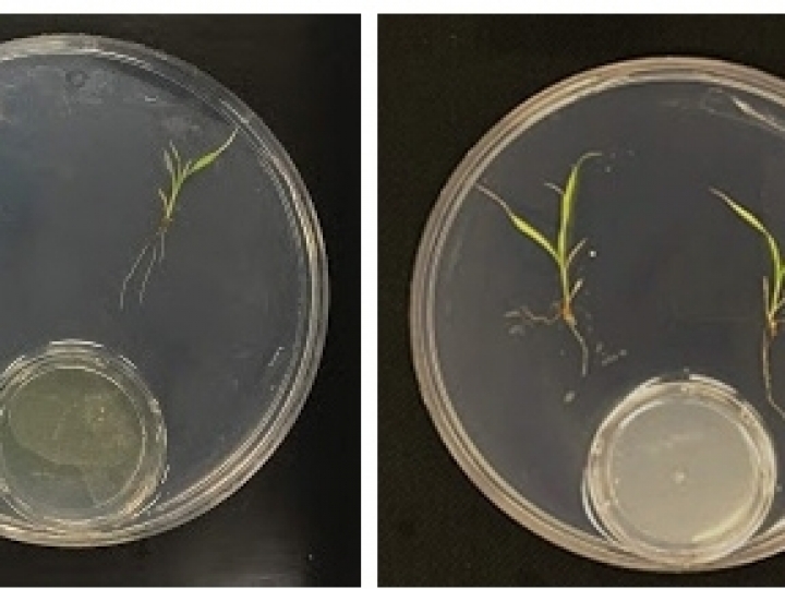 Bactérias substituem fertilizantes químicos sem causar impacto ambiental
