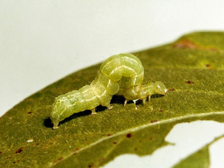 CTC participa do 12º Congresso Nacional de Bioenergia