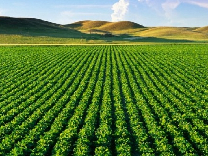 Plano Safra 2019/2020: Sicredi disponibiliza R$ 20,1 bilhões