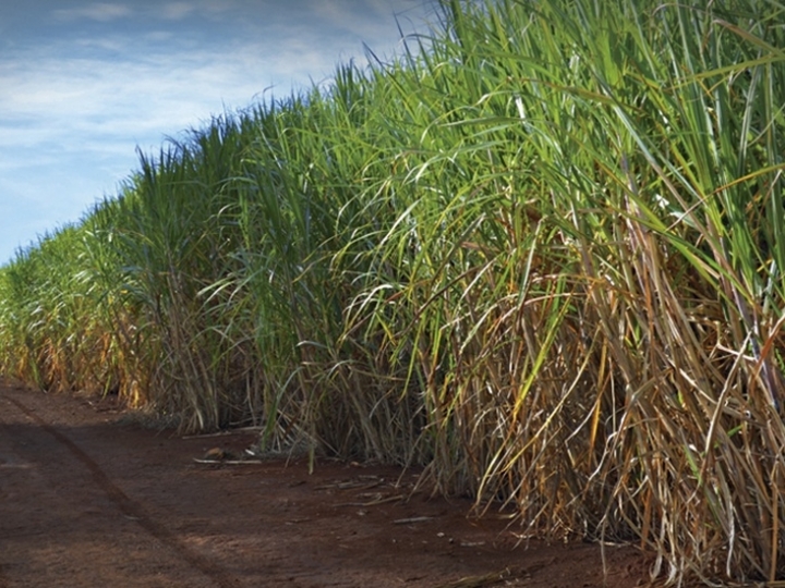 BASF apresenta tecnologia inédita para cana-de-açúcar 