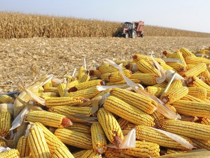 Safra de milho de inverno no MT é de 5,1 milhões de hectares