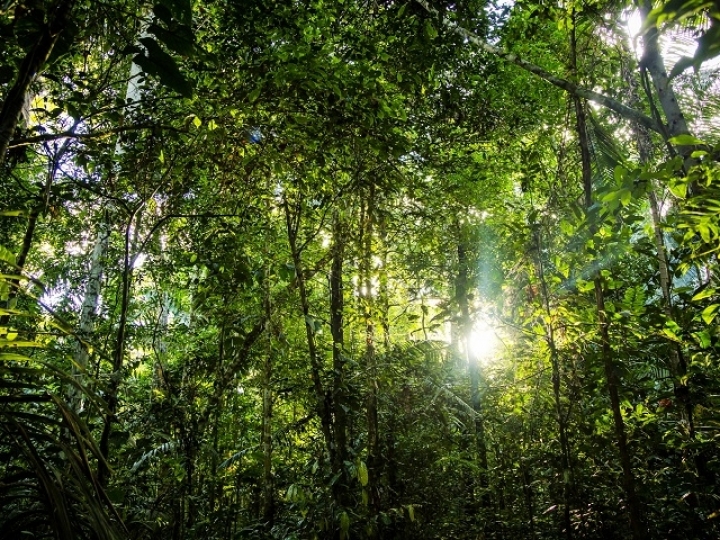 Sicredi neutraliza impacto ambiental de agências