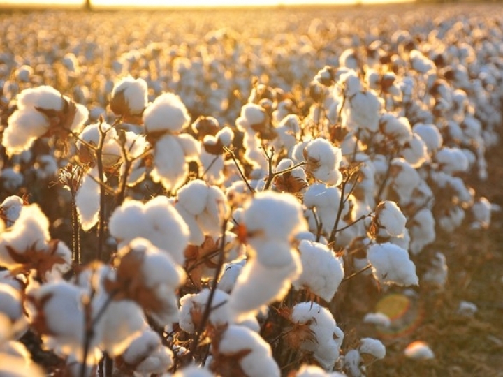 Exportações de algodão são recorde no Brasil em 2019