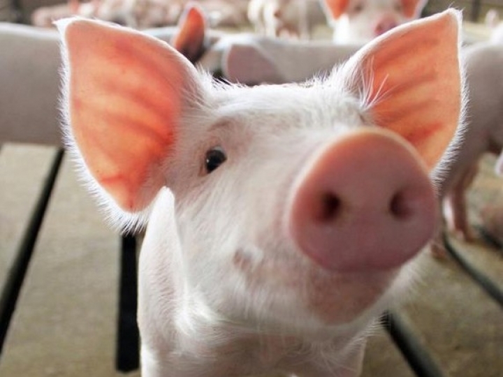 Energia de dejetos suínos ilumina prédios públicos